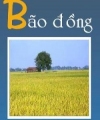 Bão Đồng